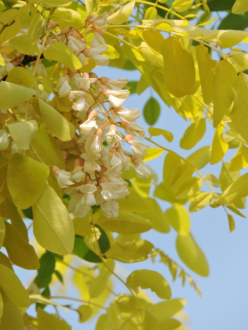 现代园林最具价值新品种黄金刺槐
