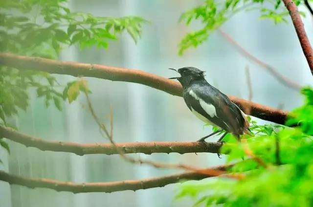 王鳳平老師為你誦讀《致橡樹》