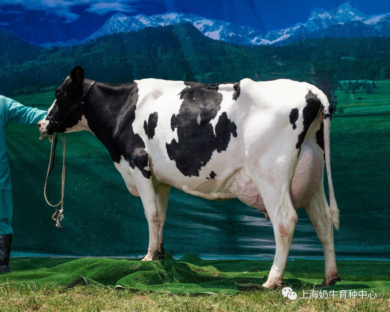 技冠群芳,倾国倾城 ——光明荷斯坦在中国首届奶牛选美大赛上斩获冠