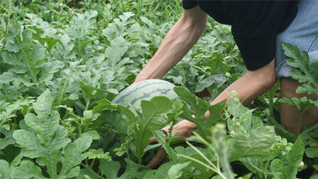 週末| 正確打開夏天的方式:爭住去花都赤坭摘西瓜