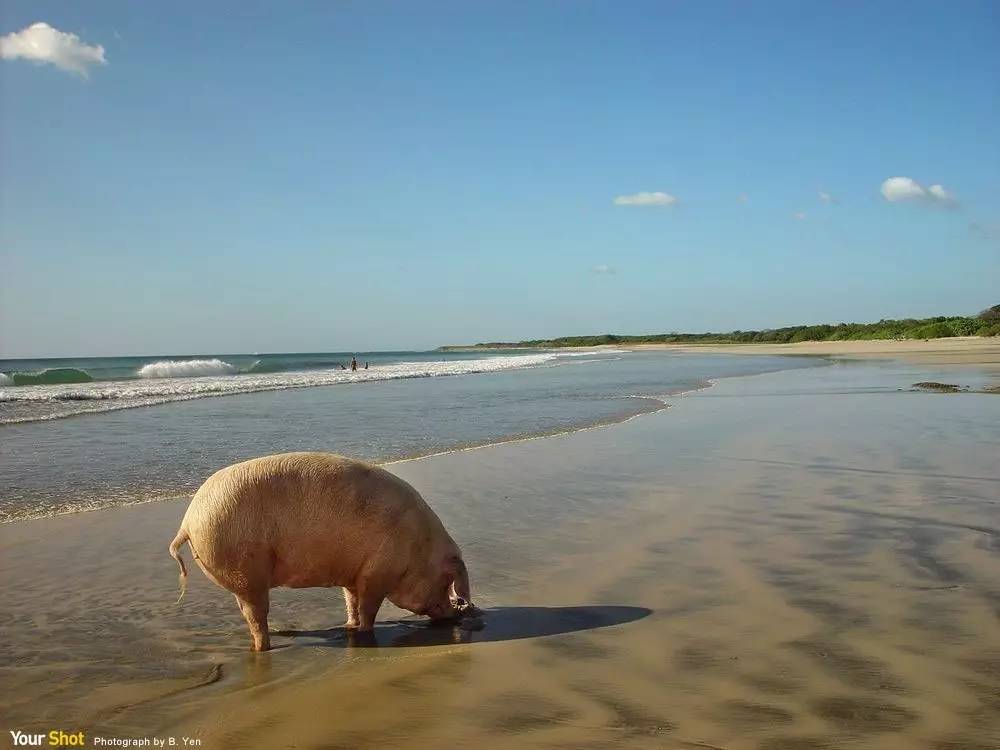 看海的照片 猪图片