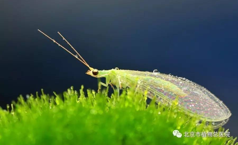 在植物上见到这种虫子你就偷着乐吧