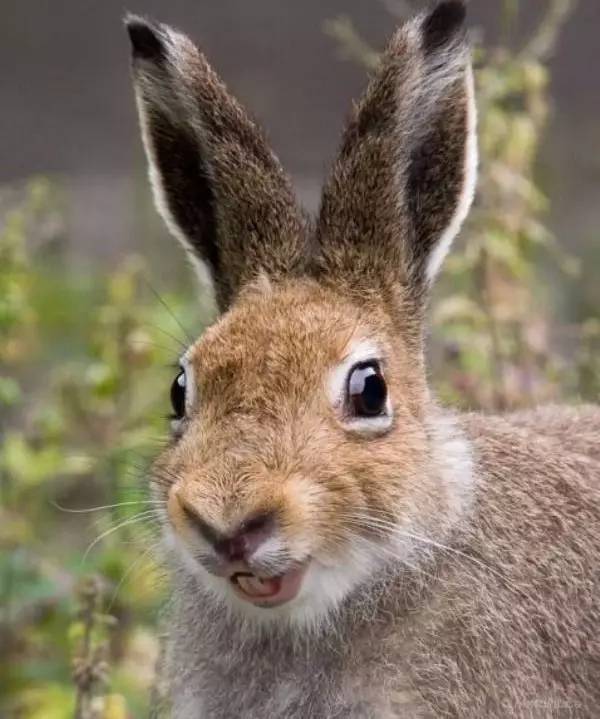 不管是咧着嘴笑兔兔的笑容如果你有幸见到所以说但嘴巴却抿的紧紧鼻子