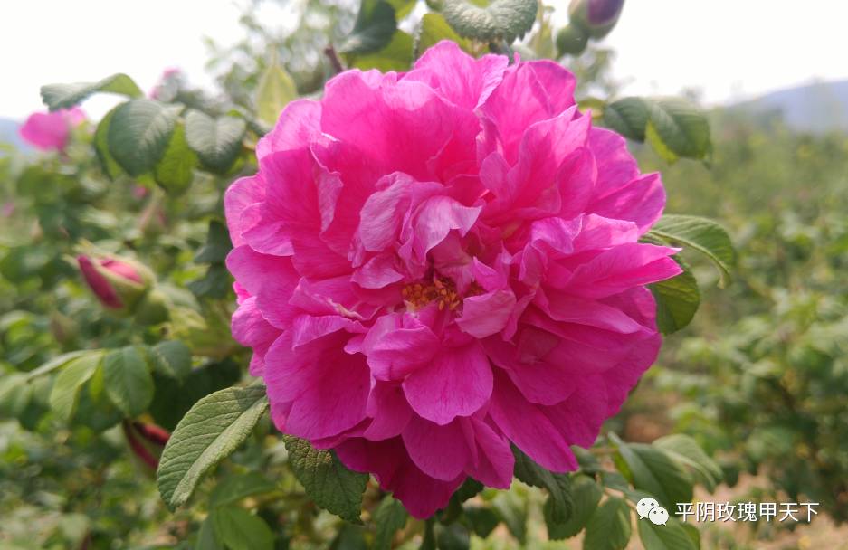 花兒入藥治小病 藥食同源平陰重瓣紅玫瑰花理氣解鬱和血化瘀調經止痛