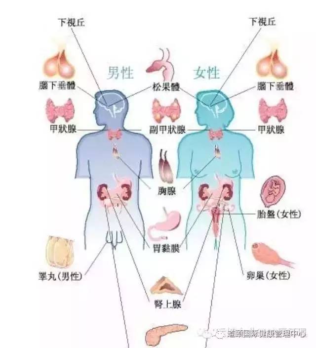 人体主要腺体分布图图片
