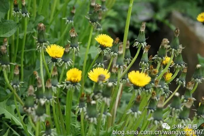 嵩山禪院素食譜涼拌黃花苗蒲公英禪武醫網絡學習班