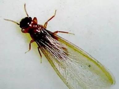 萍乡园林植物中的白蚁种类及其危害规律初探