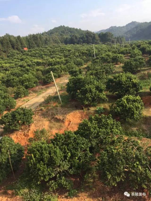 据了解,他的杨梅基地分别建在茶陵县火田镇莲溪村和虎踞镇龙新村