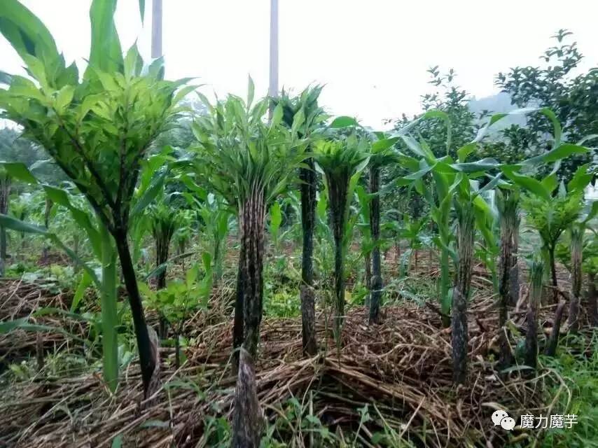 拥有健康种芋,助你魔芋成功