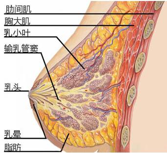 乳腺胸和脂肪胸区分图图片