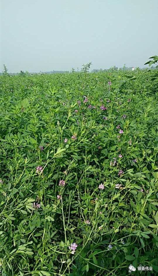 動態|銀香偉業種植基地首茬紫花苜蓿順利開割