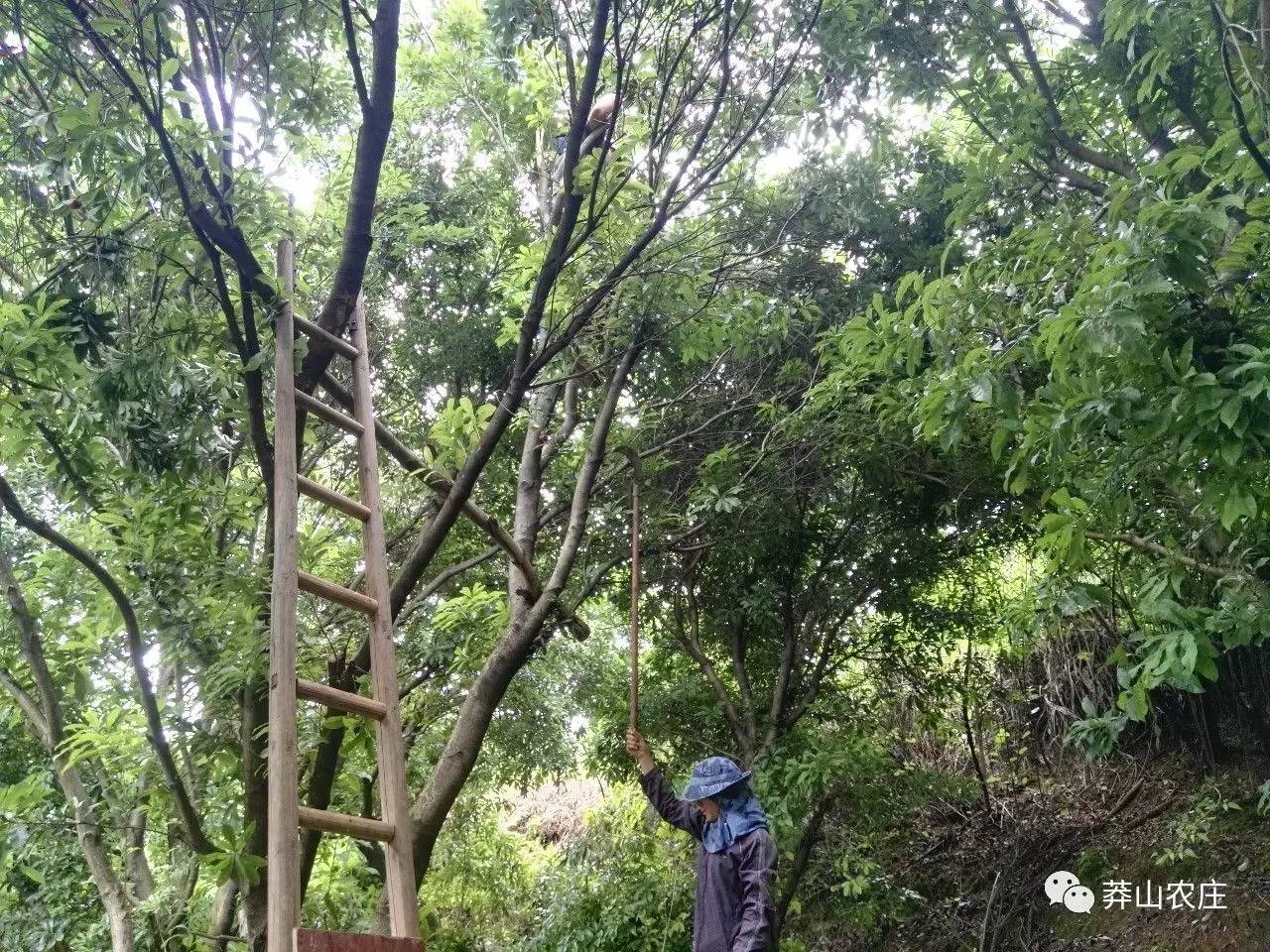 宜章:騎田嶺下舊風景 楊梅樹上新氣象