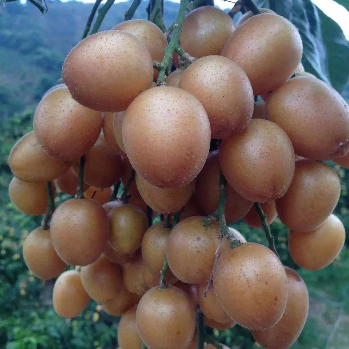 黄皮果是营养价值极高的热带水果之一,有消食健胃,顺气镇咳,消暑降火