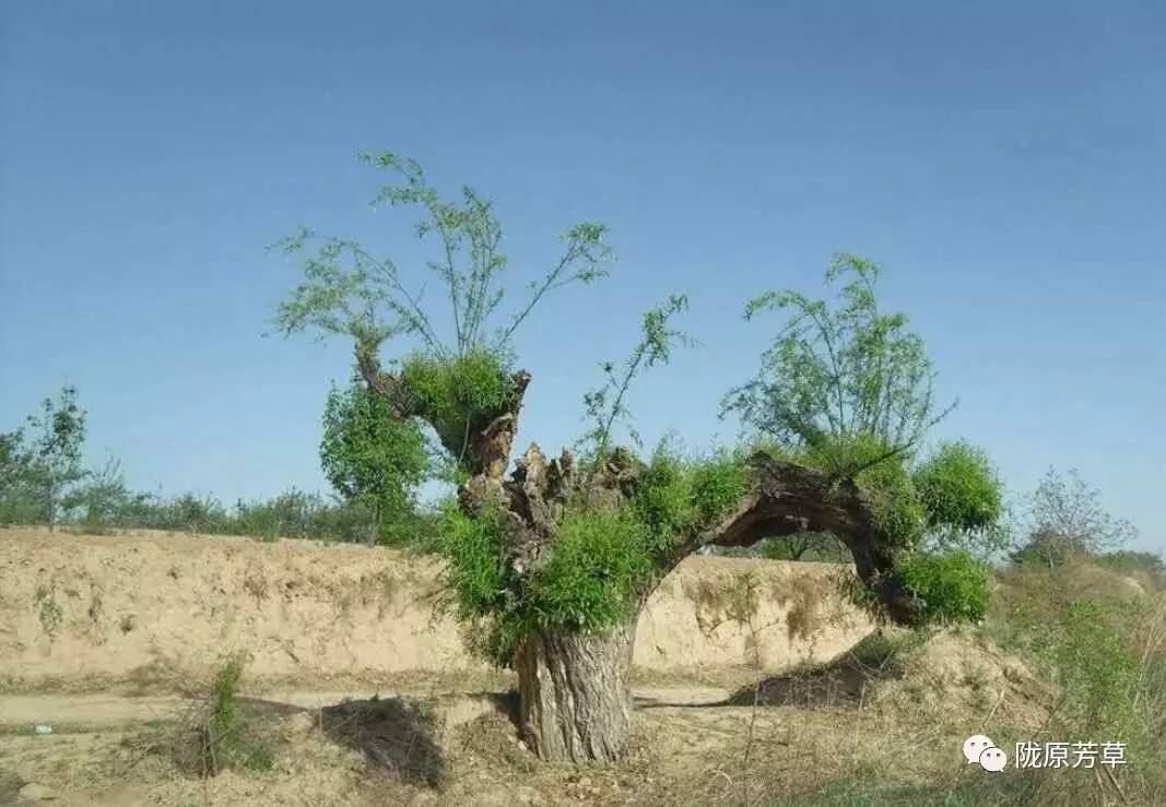 张秉君父亲端午节