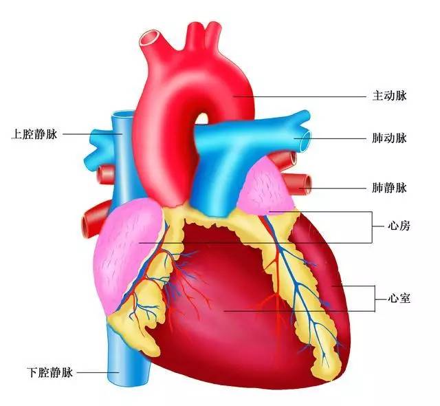 【学术动态】腹主动脉瘤有哪些症状?