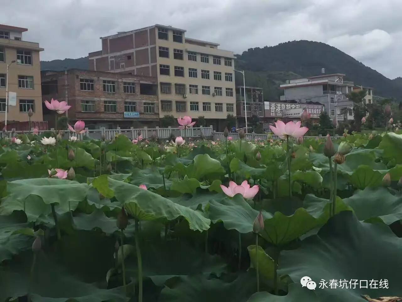 美哭了!休闲娱乐好去处,永春坑仔口镇五虎山公园里的荷花池美翻了!