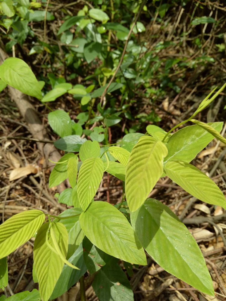 平地木(矮地茶,老勿大)紫金牛科.全株入藥,功效,止咳化痰,利溼,活血.