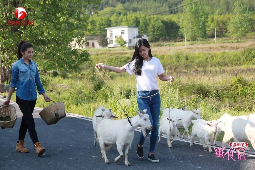 蜜食記做一檔清心暖胃的小成本節目性價比有多高