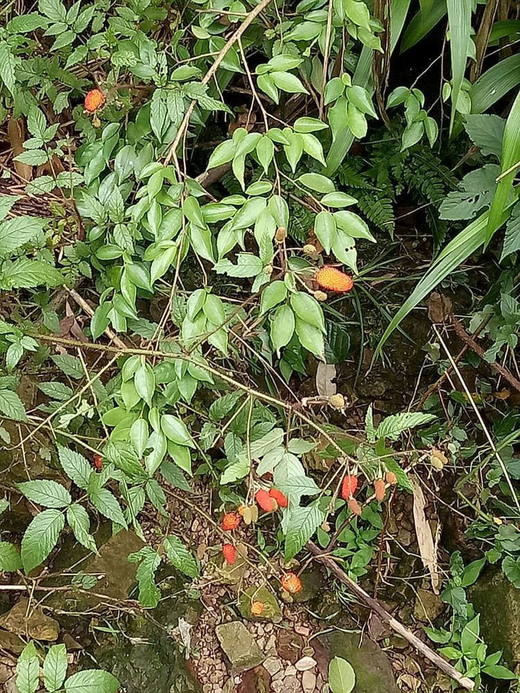 大清谷識百草