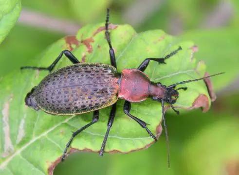 绿步甲 carabus smaragdinus