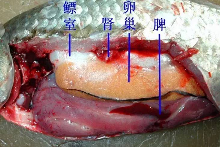 小龙虾鱼虾蟹鳖解剖图大全收藏