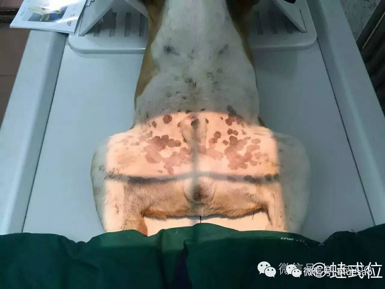 犬髖關節發育不良(chd)檢查套件