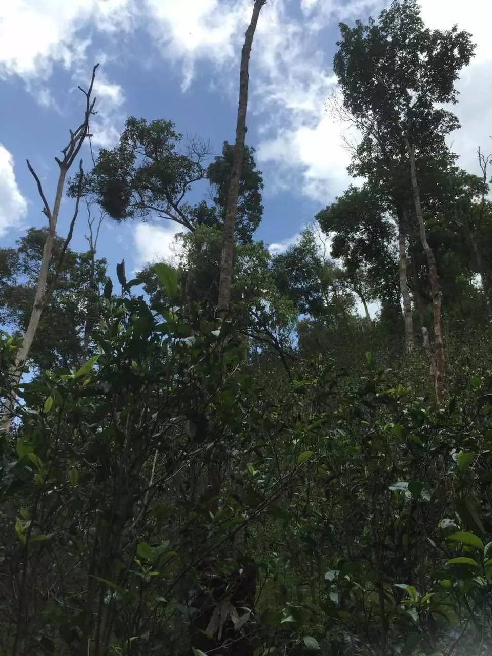 普洱茶山寻茶记之倚邦曼松古茶山