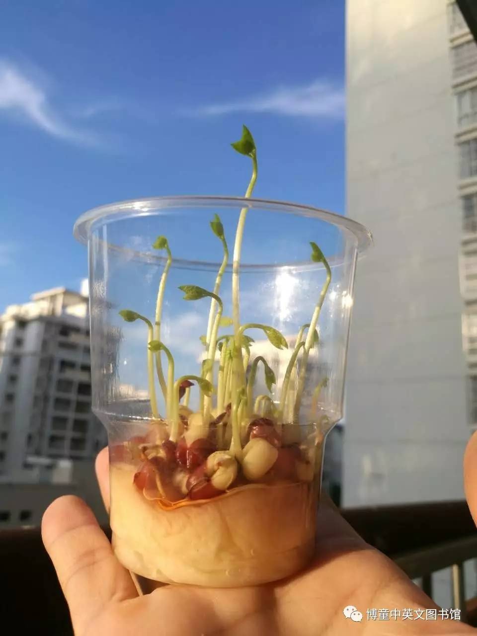 怎么种绿豆 在杯子里图片