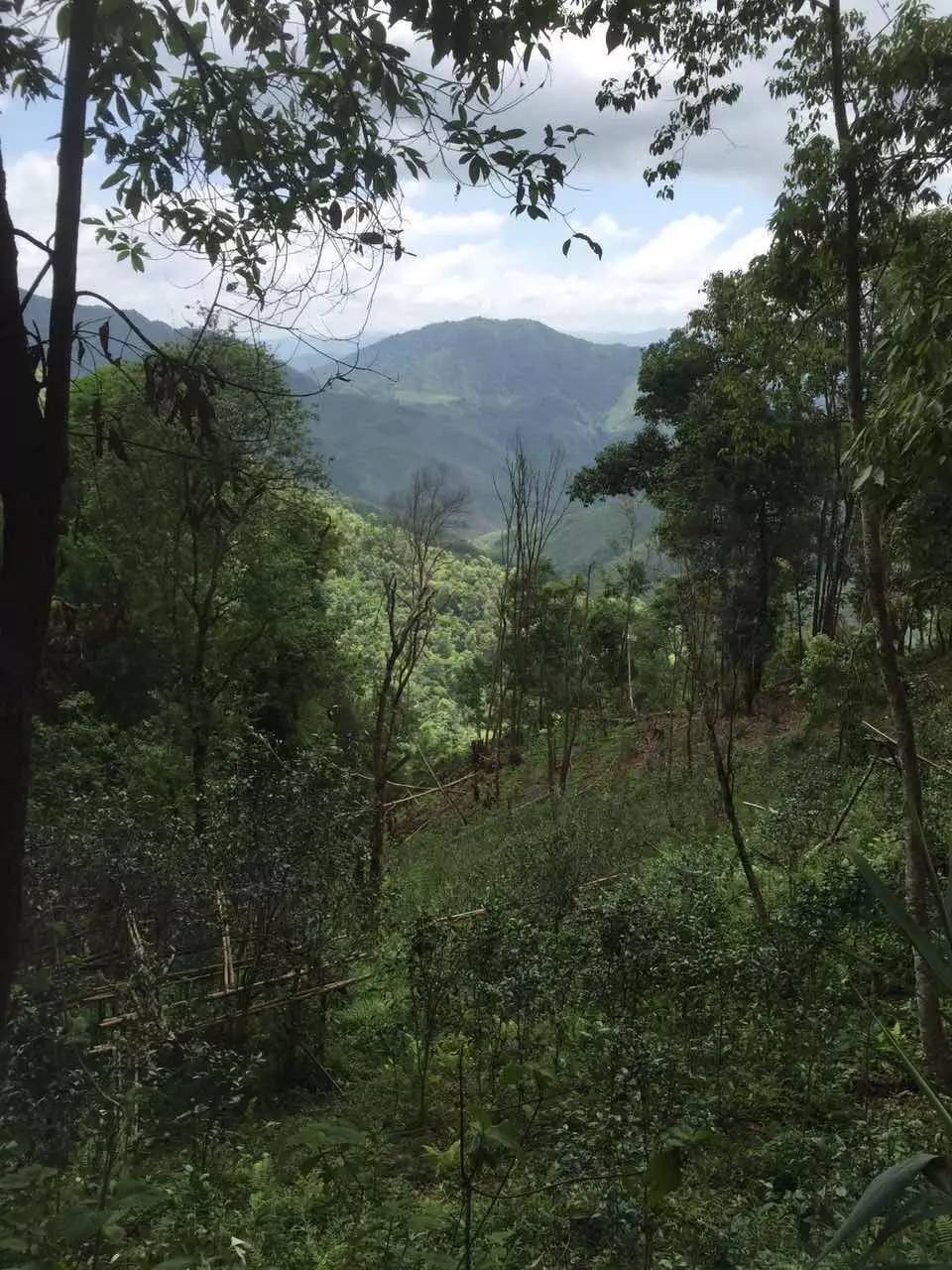 普洱茶山寻茶记之倚邦曼松古茶山