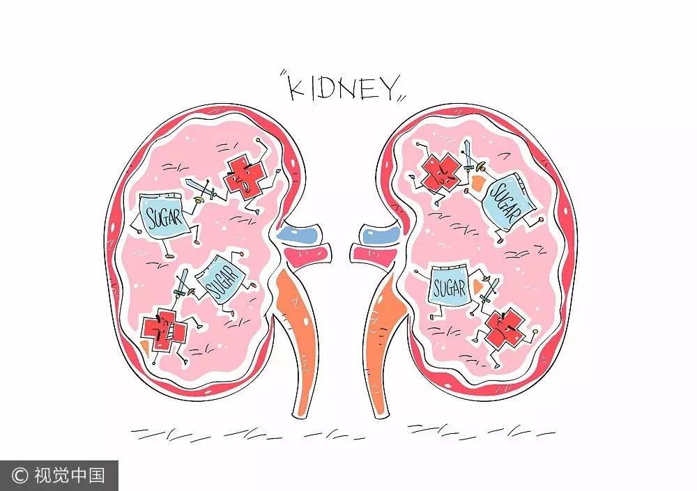 腎臟好比人體的淨水器但事實上它也需要排毒