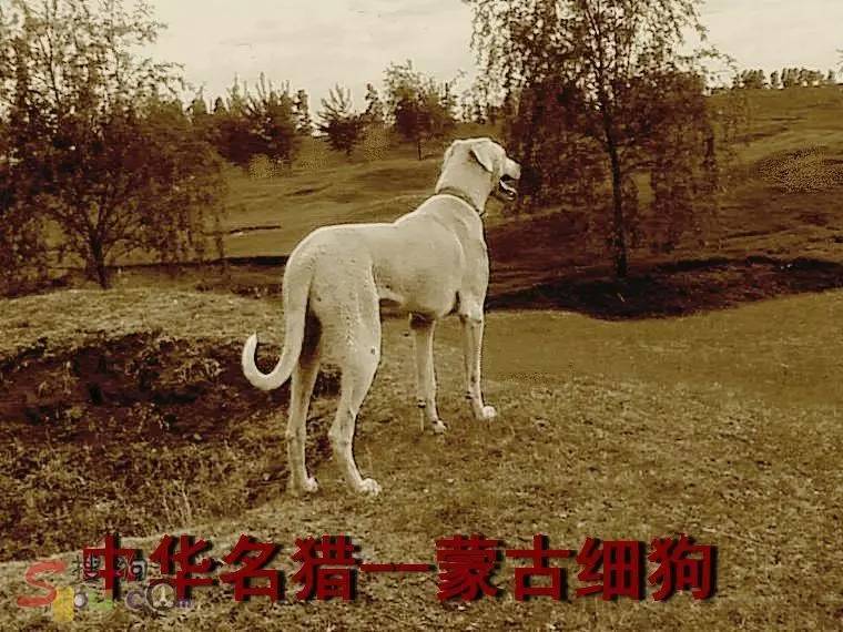 【国产猛犬巡礼】中华名猎——蒙古细犬