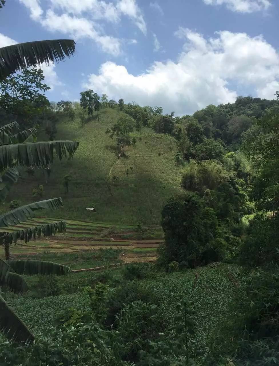 普洱茶山寻茶记之倚邦曼松古茶山