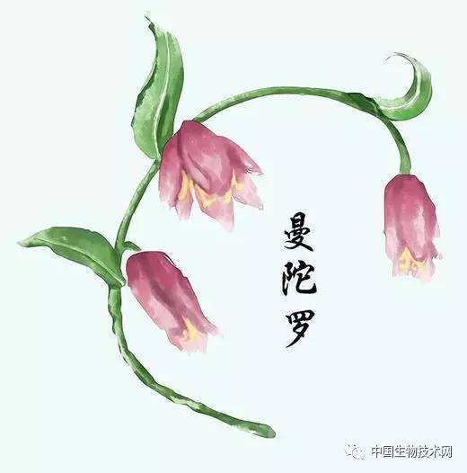 5名医学生手绘中草药图走红网络:画只黑蝎子花了十几个小时