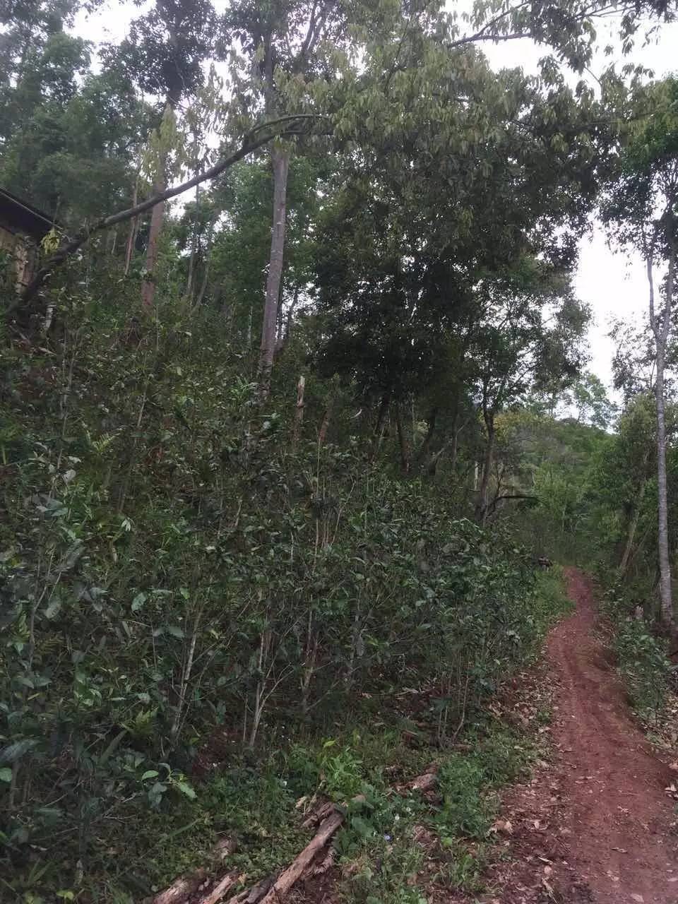 普洱茶山寻茶记之倚邦曼松古茶山