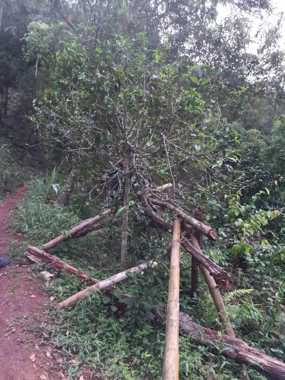 普洱茶山寻茶记之倚邦曼松古茶山