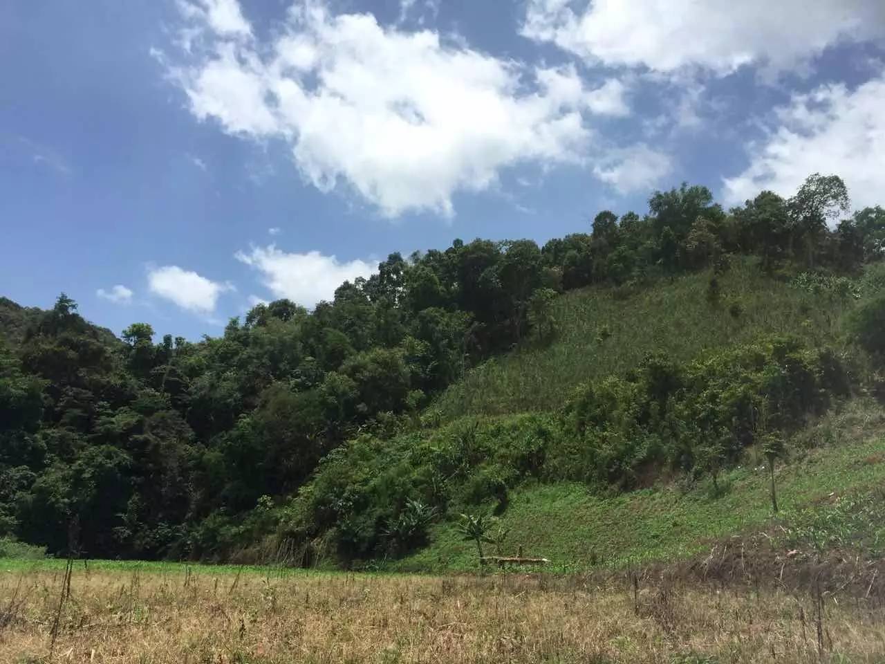 普洱茶山寻茶记之倚邦曼松古茶山