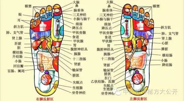 脚的各个脚趾名称图解图片