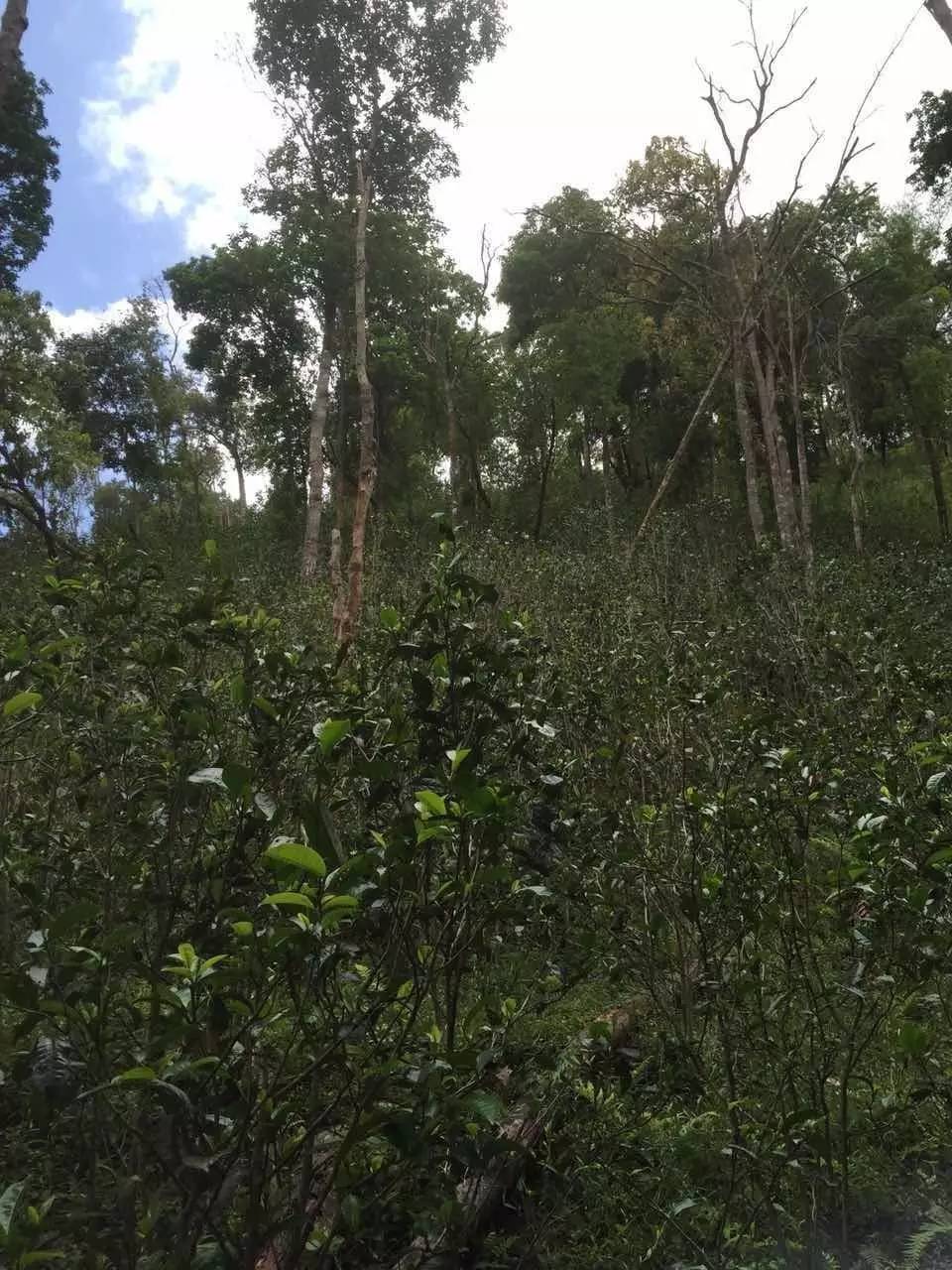 普洱茶山寻茶记之倚邦曼松古茶山