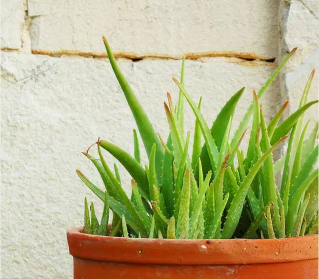 【林业百科】芦荟种植技巧,养好注意这几点!