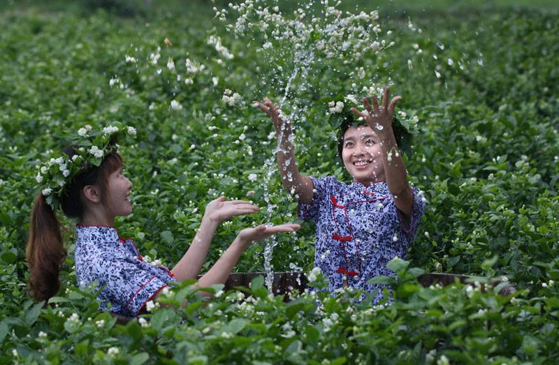 第二天:前往清溪茉莉花基地参观游览茉莉香都,品尝茉莉花茶—茉莉香