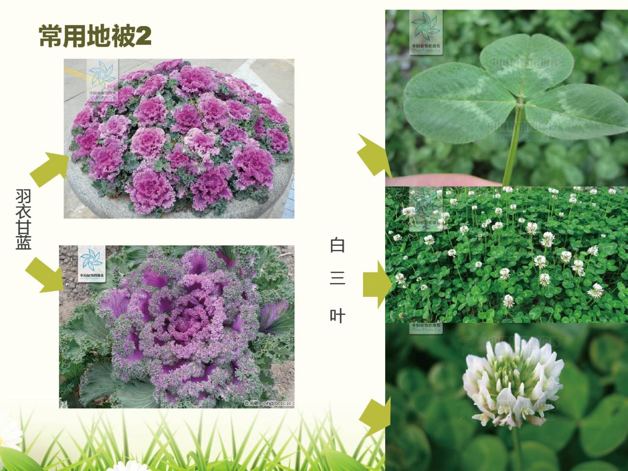 北方常用园林植物图谱