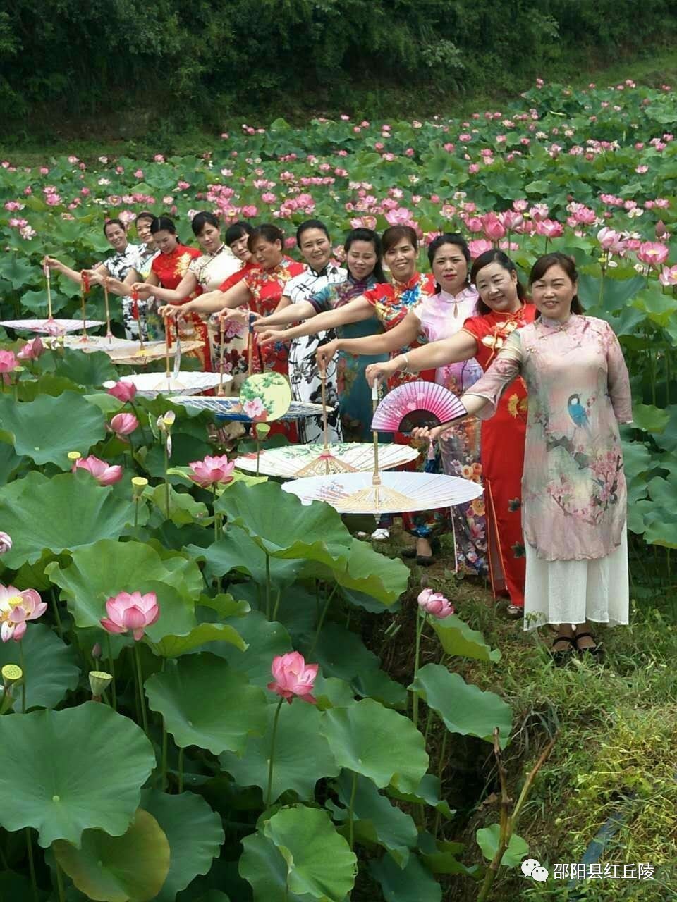 【旗袍专题】荷花中的旗袍女与蓝印旗袍等作品专刊