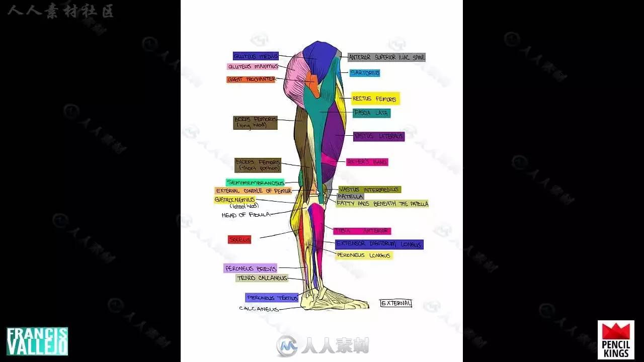 人體胳膊腿肌肉群繪畫剖析視頻教程