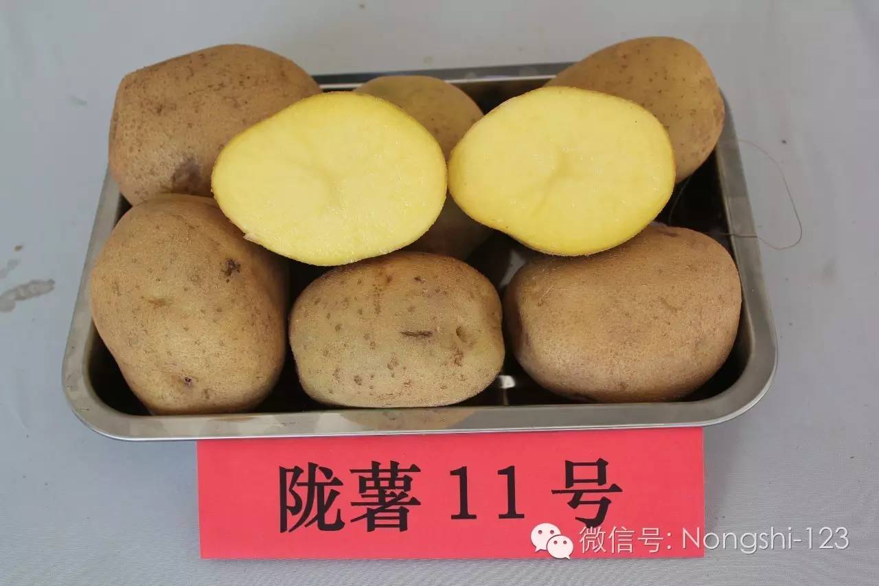 【薯品】马铃薯陇薯11号简荐