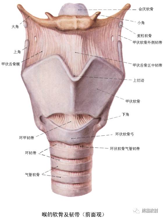 甲状软骨位置解剖图图片