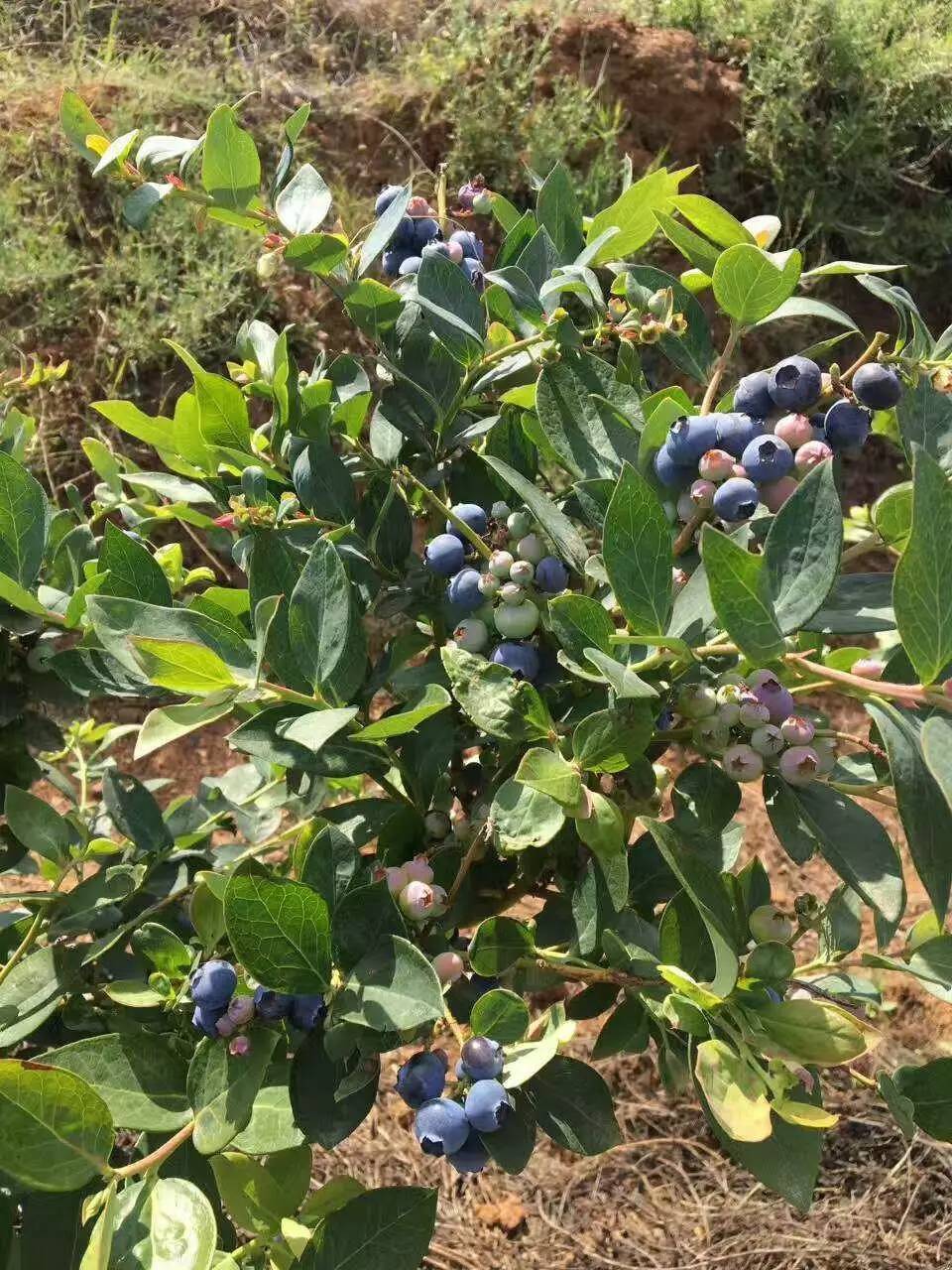 巧家县马树小火塘坪子蓝莓基地蓝莓上市