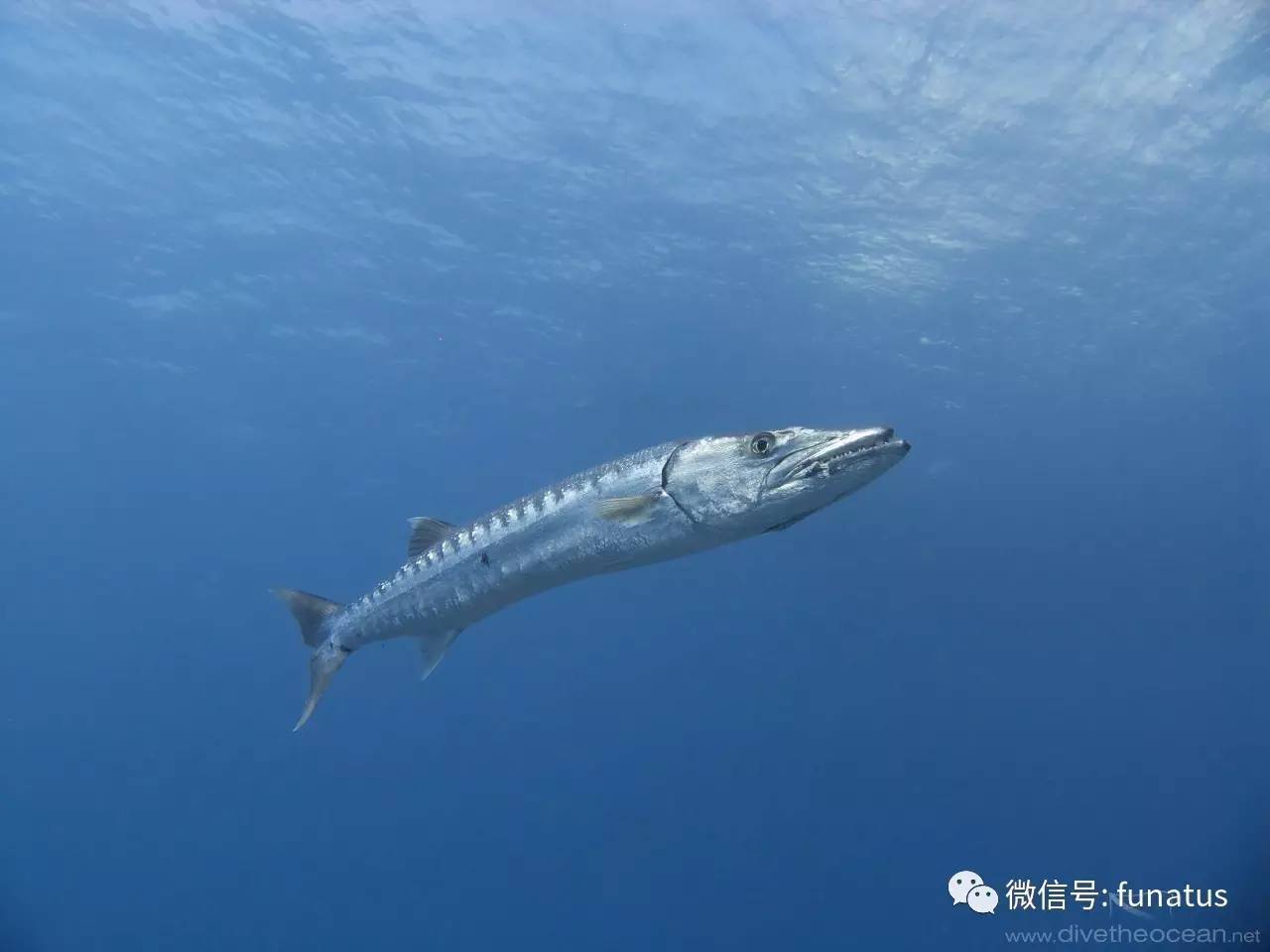 宠物 正文 大鳞魣(学名:sphyraena barracuda,又称