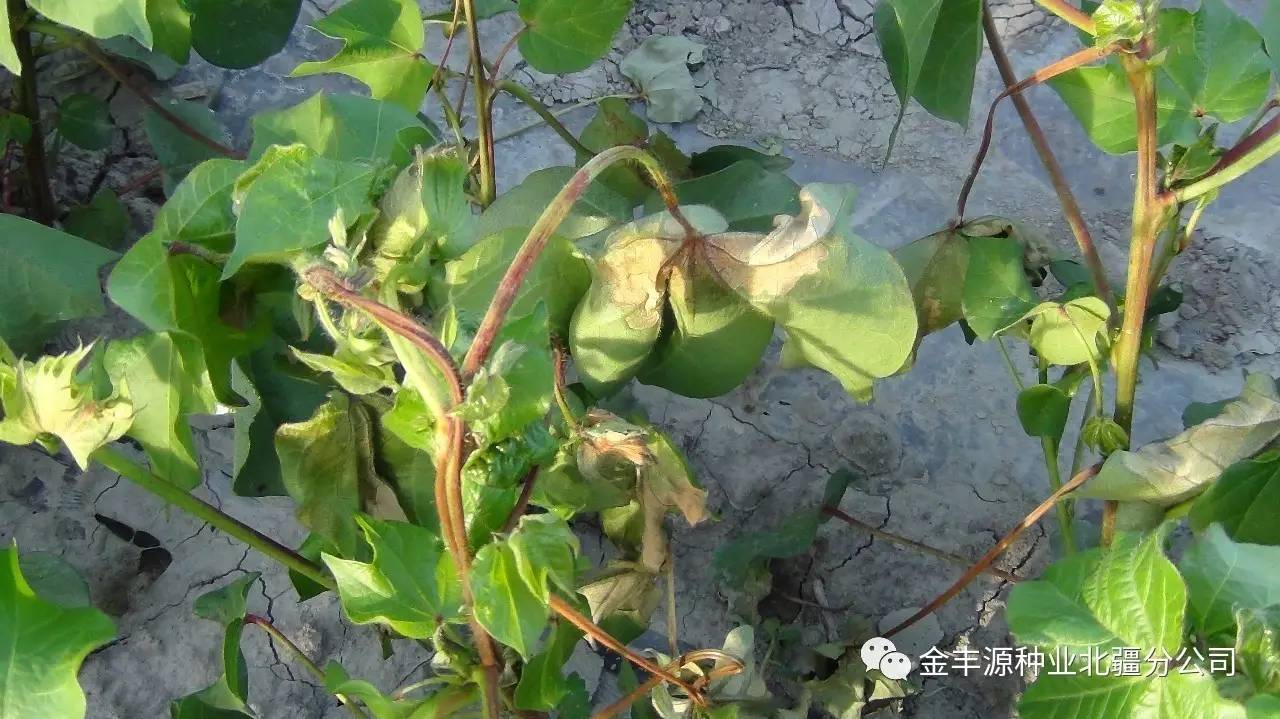 急!急!】求助分析棉花这是什么病?虫害?药害?