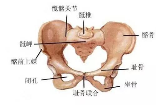 我们的骨盆骨盆由左,右髋骨和骶,尾骨以及其间的骨连接构成