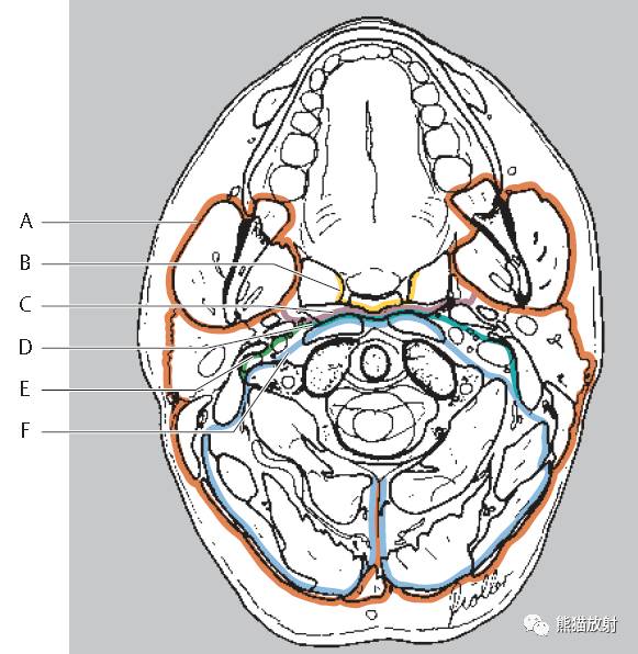 頸部解剖筋膜及筋膜間隙斷層解剖圖譜
